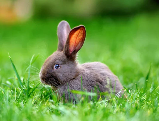 A <em>Case Study</em> of Small Pet Select